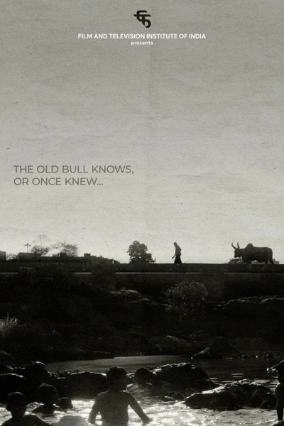 The Old Bull knows, or Once Knew